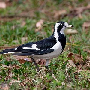 Magpie-lark