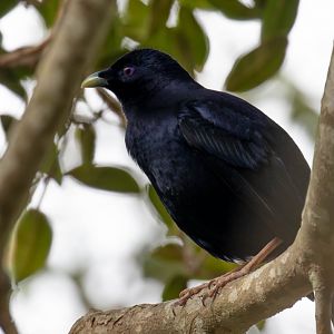 Satin Bowerbird