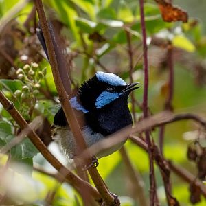 Superb Fairy Wren