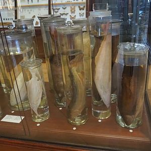 Wet-preserved fish species, 2021-10-20