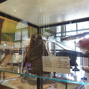 Preserved fish specimens, 2021-10-20