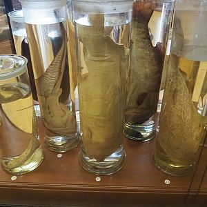 Wet-preserved fish species, 2021-10-20