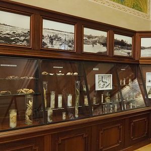 Historical display cases with invertebrate specimens and photos from Central Africa, 2021-10-20