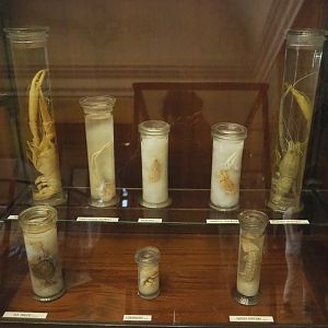 Crustacean specimens, 2021-10-20