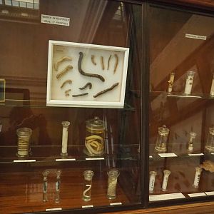 Invertebrate specimens, 2021-10-20