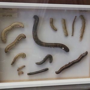 Display of Diplopoda specimens, 2021-10-20