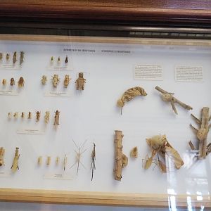 Orthoptera development display, 2021-10-20
