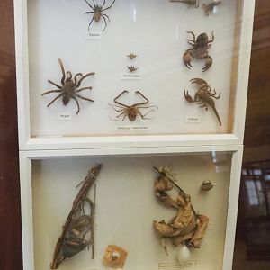 Display cases with arachnid specimens, 2021-10-20