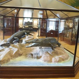 Display case with two large Nile crocodile (Crocodilus niloticus) specimens, 2021-10-20