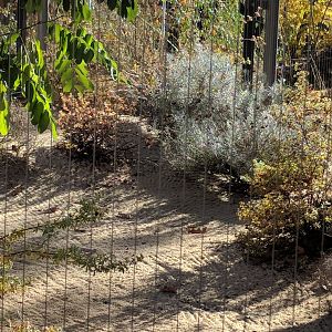 Second Sahara Striped Polecat Enclosure