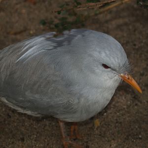 Kagu (Rhynochetos jubatus), 2006-11-12