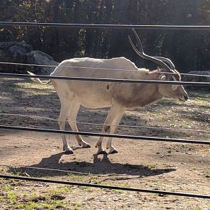 Addax