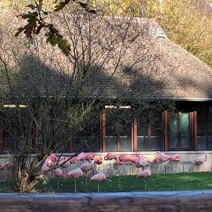 Flamingo Enclosure