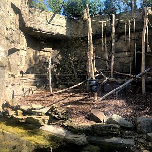 Zoo Antwerpen- spider monkey enclosure- 2021