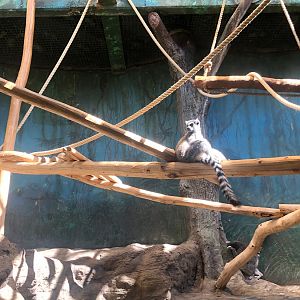 Zoo Antwerpen- ring-tailed lemur sun bathing- 2021