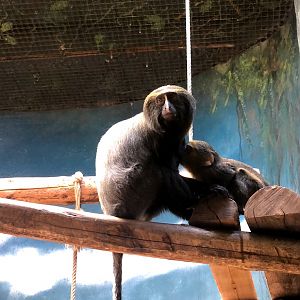 Zoo Antwerpen- owly monkey- 2021