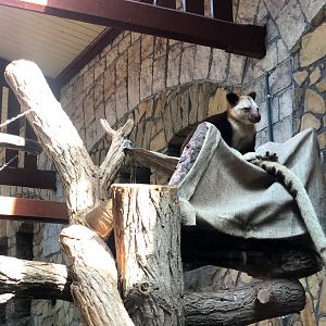 Zoo Antwerpen- tree kangoroo- 2021