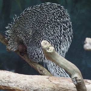 Prehensile-tailed porcupine