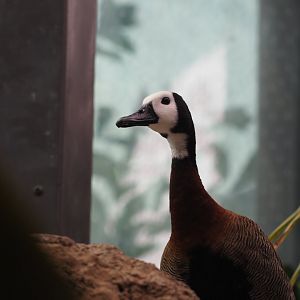 White-faced whistling duck