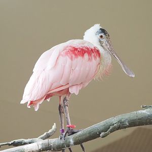 Roseate spoonbill