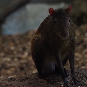 Red-rumped agouti