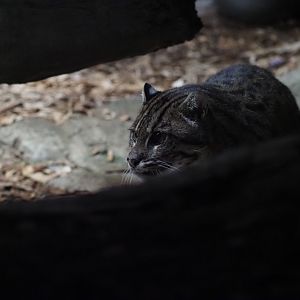 Fishing cat