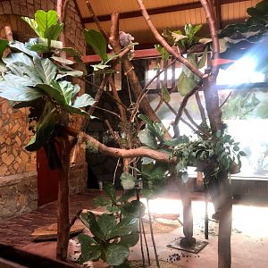 Zoo Antwerpen- koala enclosure- 2021