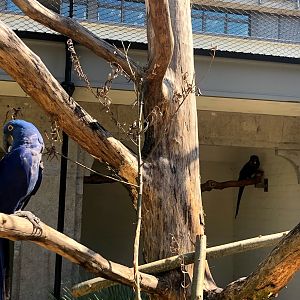 Zoo Antwerpen- hyacinth macaws- 2021