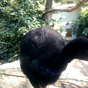 Zoo Antwerpen- common trumpeter- 2021
