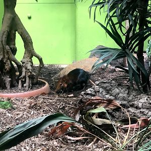 Zoo Antwerpen- giant sengis- 2021