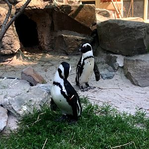 Zoo Antwerpen- black-footed penguin- 2021