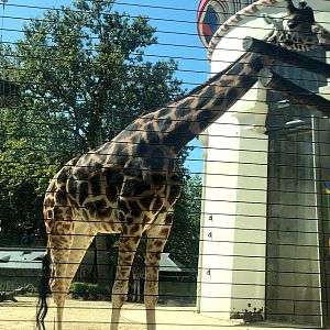 Zoo Antwerpen- Rothschild's giraffe- 2021