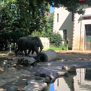 Zoo Antwerpen- two young elephant bulls- 2021