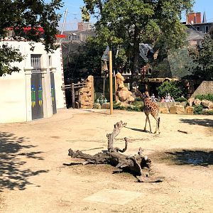 Zoo Antwerpen- Rothschild's giraffe in savannah enclosure- 2021