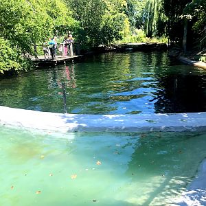 Zoo Antwerpen- seal basin- 2021