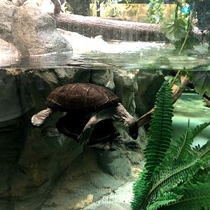 Zoo Antwerpen- mating turtles- 2021