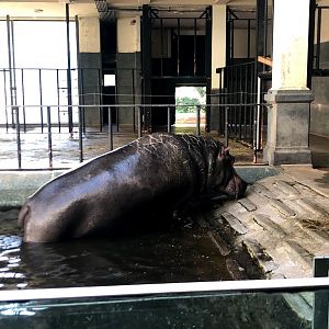 Zoo Antwerpen- hippo in indoor enclosure- 2021