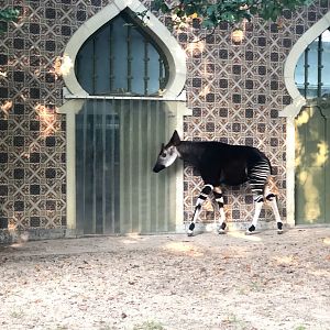 Zoo Antwerpen- okapi beside its house- 2021