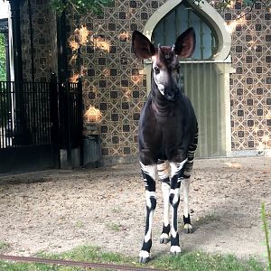 Zoo Antwerpen- okapi- 2021