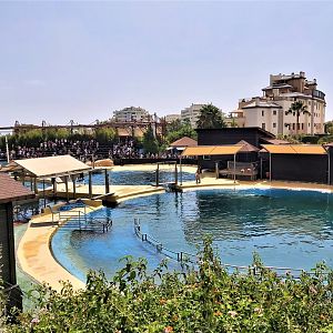 Atlantic bottlenose dolphin pools