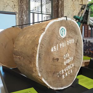 Large trunk of  Afrormosia (Pericopsis elata), 2021-10-20