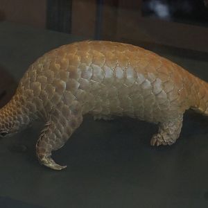 White-bellied tree pangolin specimen (Phataginus tricuspis), 2021-10-20