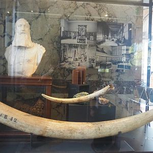 Display on ivory and mineral trade, with historical photos of the museum, 2021-10-20