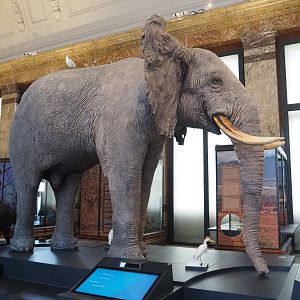 African bush elephant (Loxodonta africana) and Western cattle egrets (Bubulcus ibis) specimens, 2021-10-20