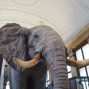 African bush elephant (Loxodonta africana)  specimen, 2021-10-20