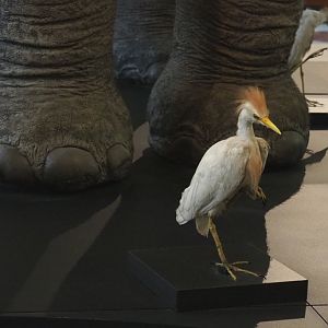 Western cattle egret (Bubulcus ibis) specimen, 2021-10-20