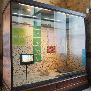 Arid habitats display, 2021-10-20