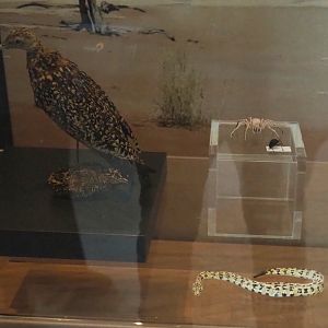 Arid habitats specimens and replicas, 2021-10-20