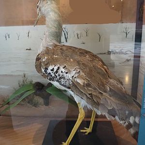 Kori bustard (Ardeotis kori) specimen, 2021-10-20