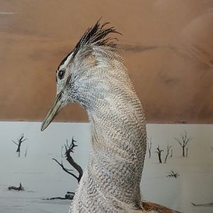 Kori bustard (Ardeotis kori) specimen, 2021-10-20